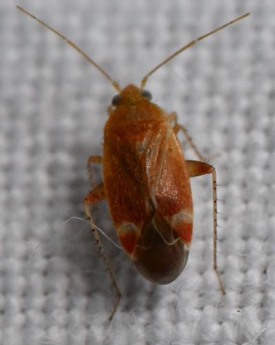 Psallus sp.